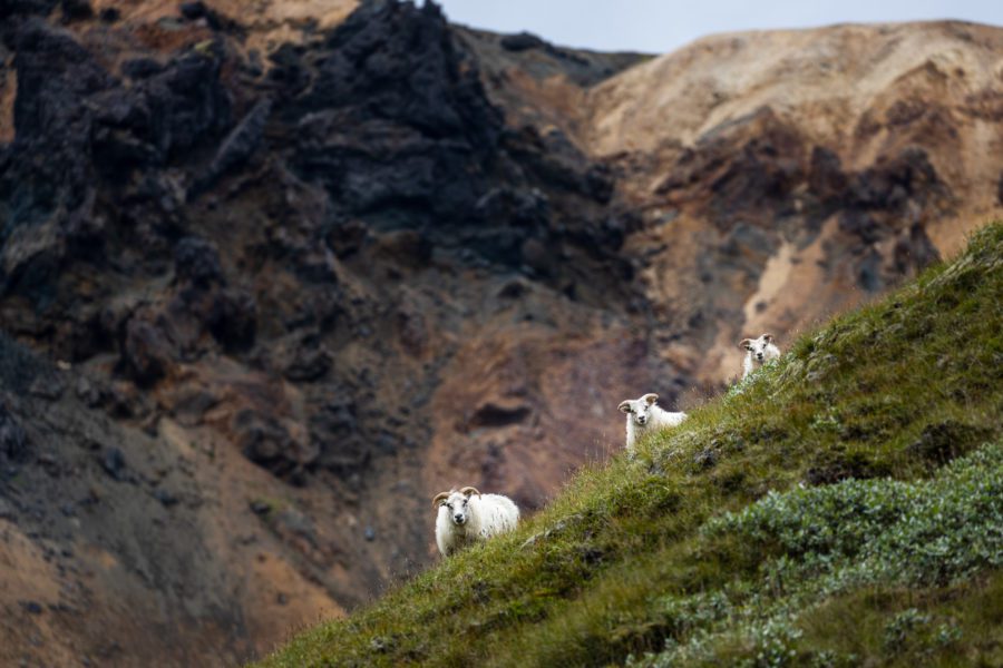 Roaming the Southern Icelandic Highlands