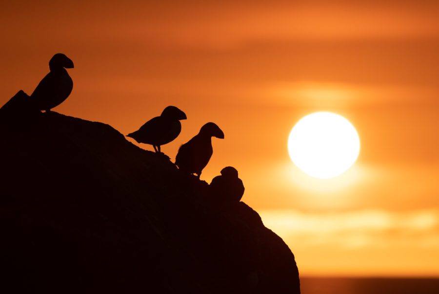 Grímsey - a Puffin Paradise on the Arctic Circle