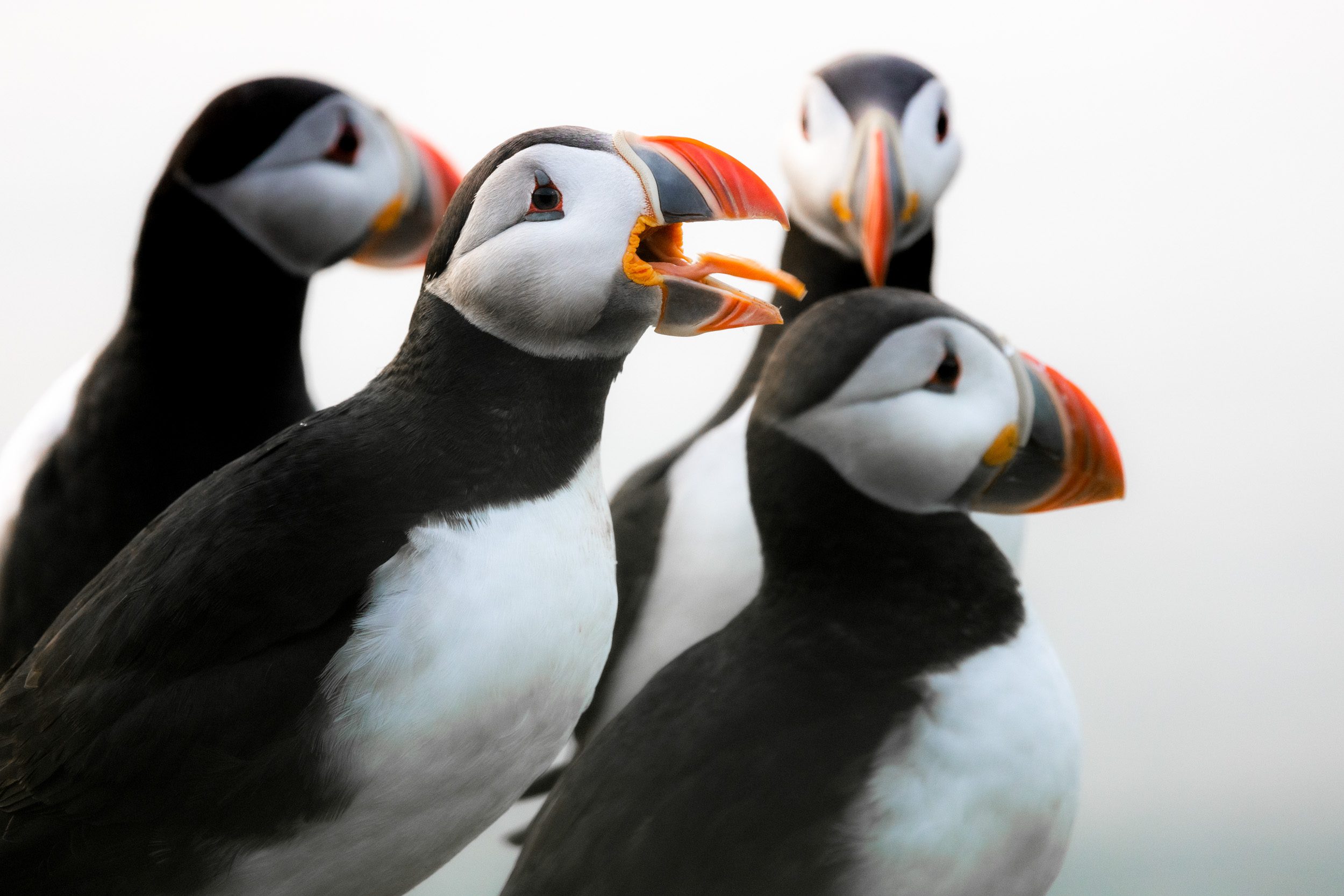 Grímsey - a Puffin Paradise on the Arctic Circle
