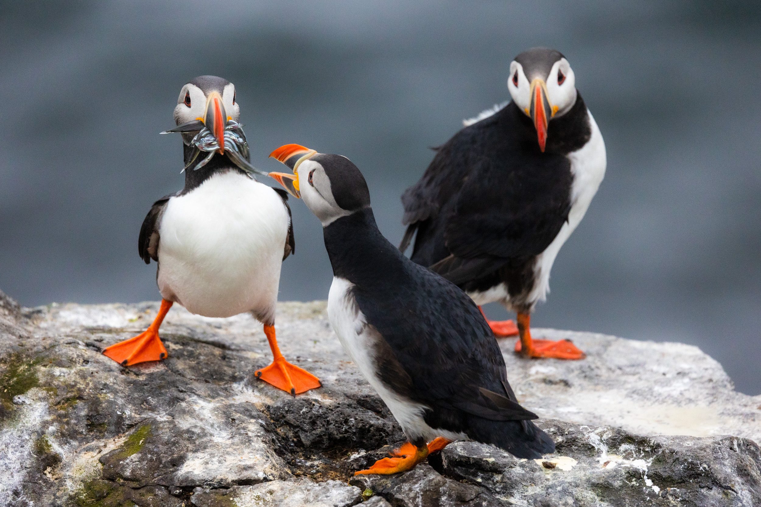 A puffin trying to steal another puffin’s sand eel catch of the day.