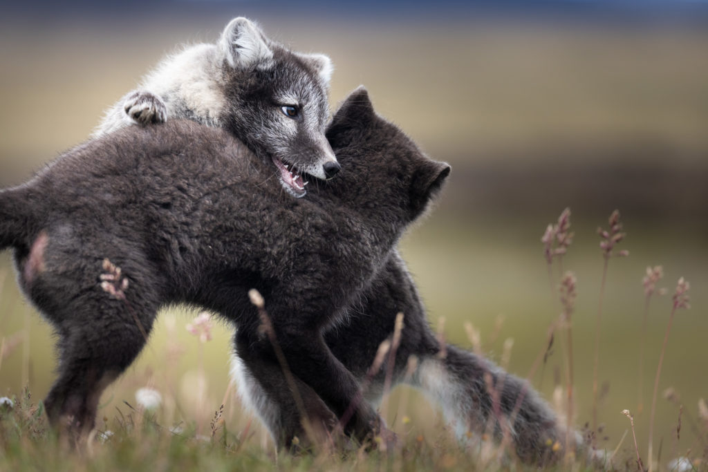 Arctic Foxes in Hornstrandir 2024