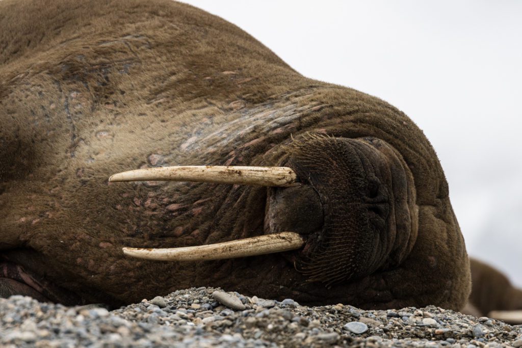 bird wildlife jeroenvannieuwenhove
