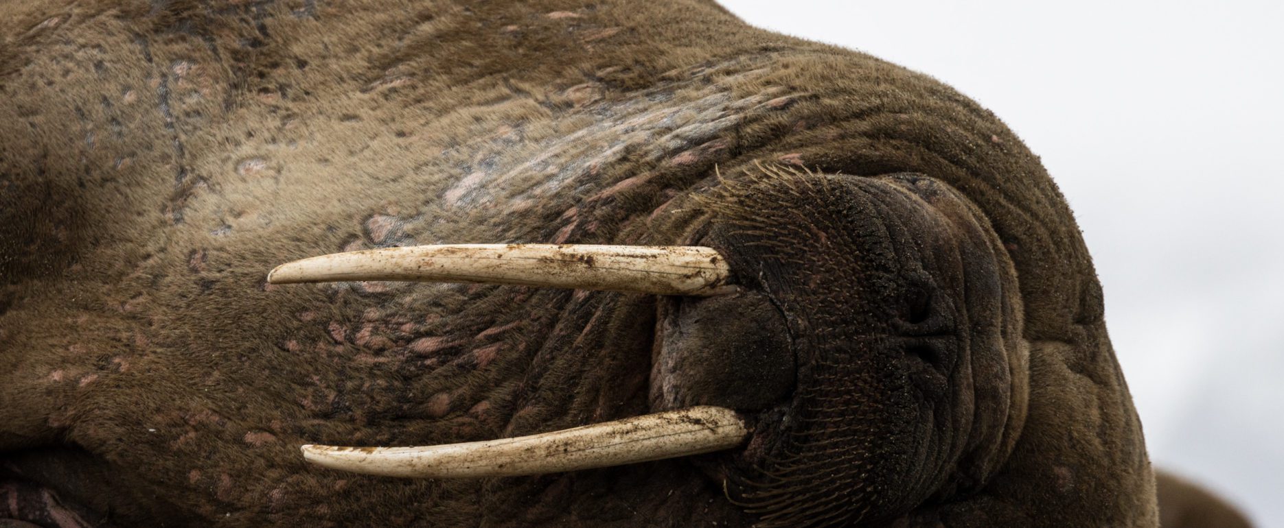 bird wildlife jeroenvannieuwenhove