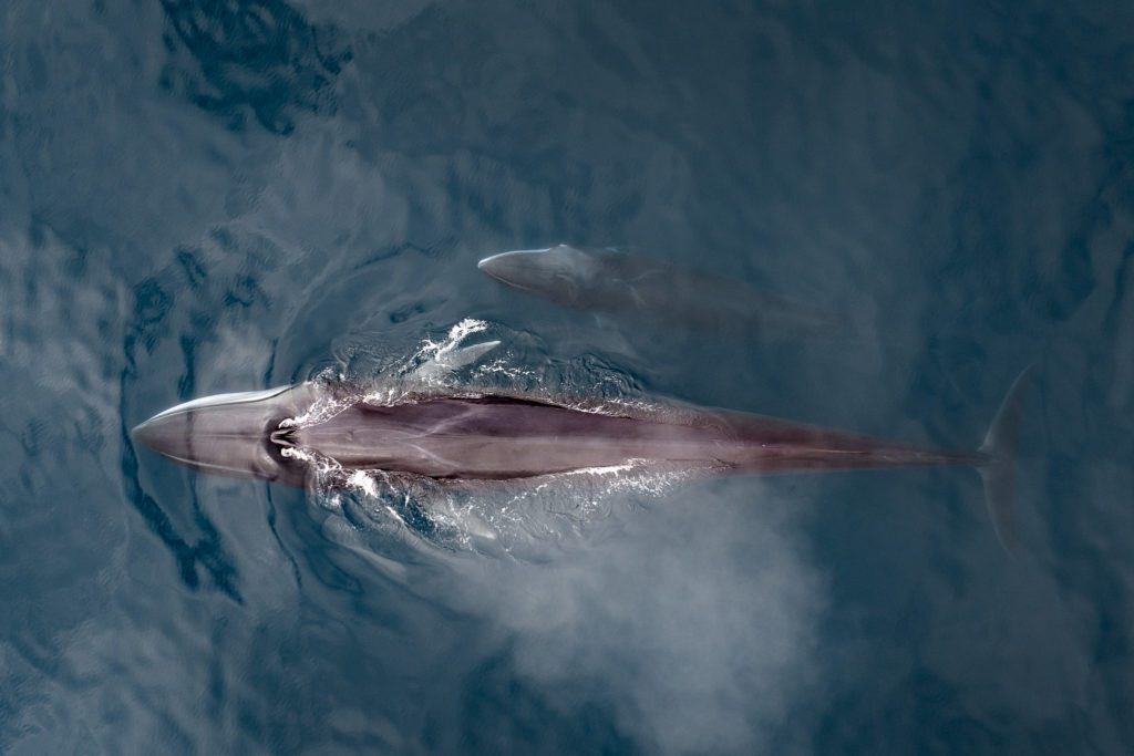 Behind the Shot - Whales in Greenland