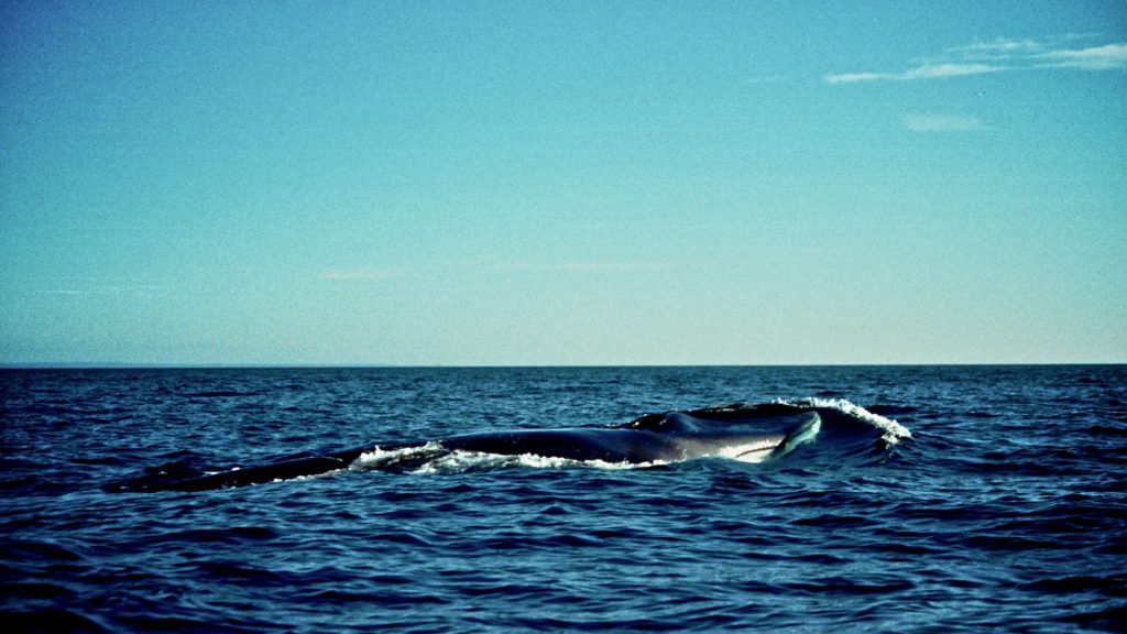 Behind the Shot - Whales in Greenland