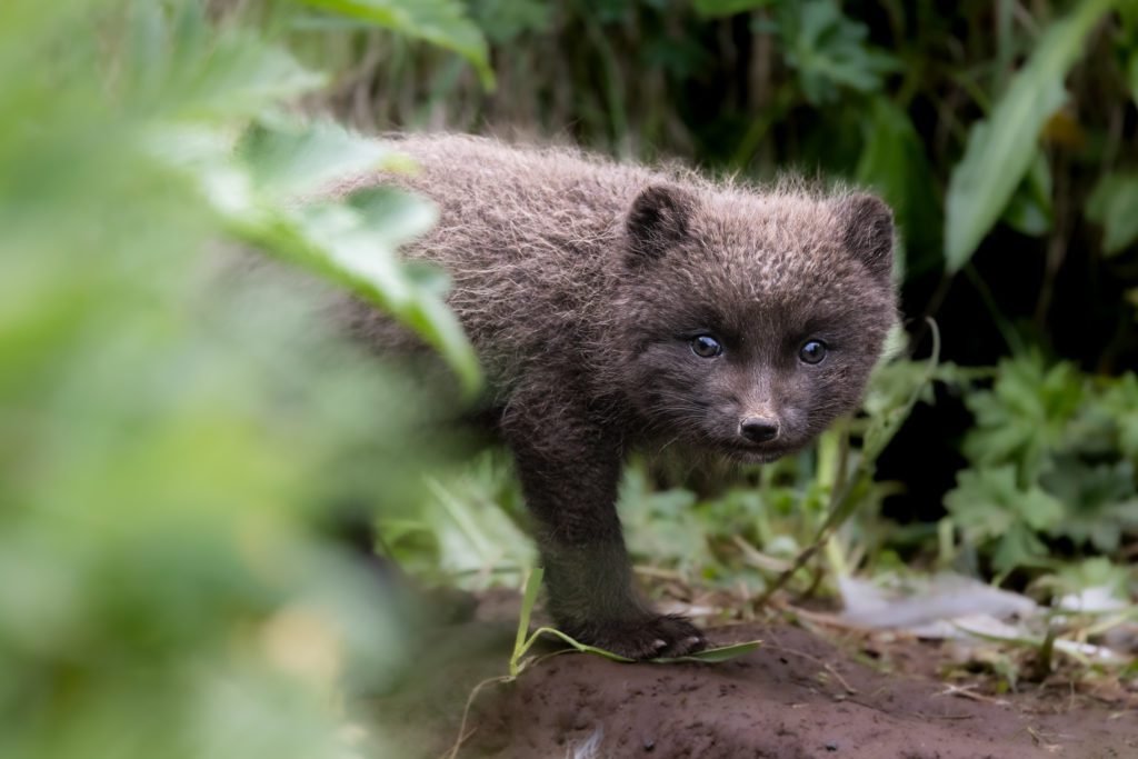 foxes-hornstrandir-workshop-11 Arctic Foxes in Hornstrandir 2024