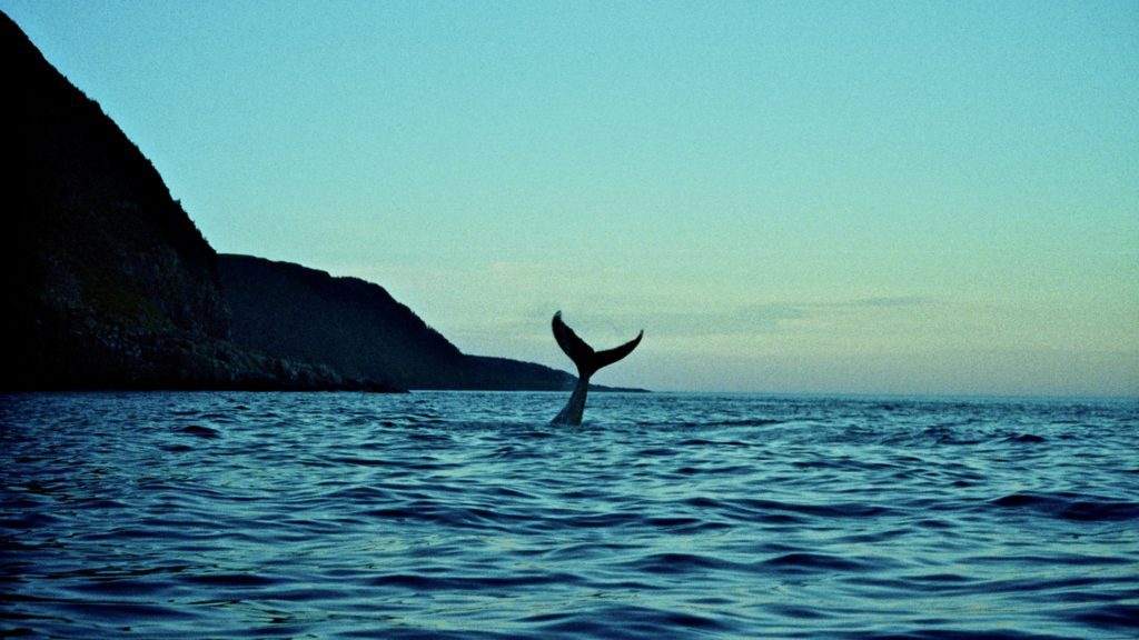 Behind the Shot - Whales in Greenland