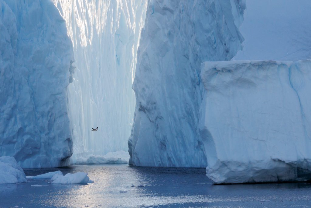 Behind the Shot - Whales in Greenland