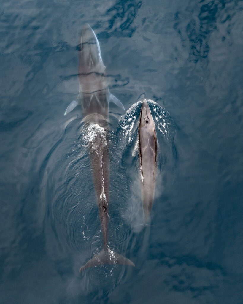 Two fin whales swimming in Greenlandic waters