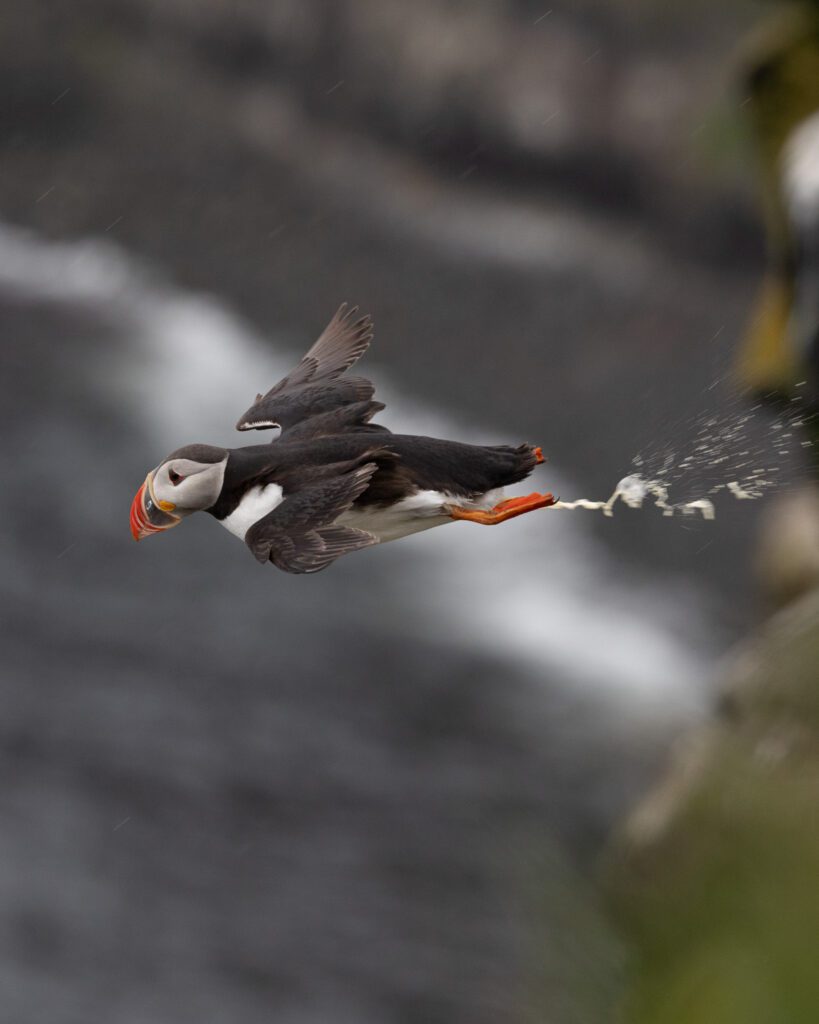 Behind the Shot - The Hungry Puffin