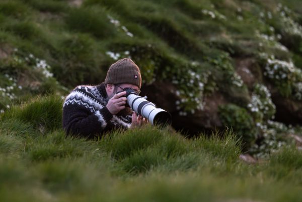 Photographer lying low in the grass with the Canon RF 100-500mm shooting Atlantic puffins in Iceland.