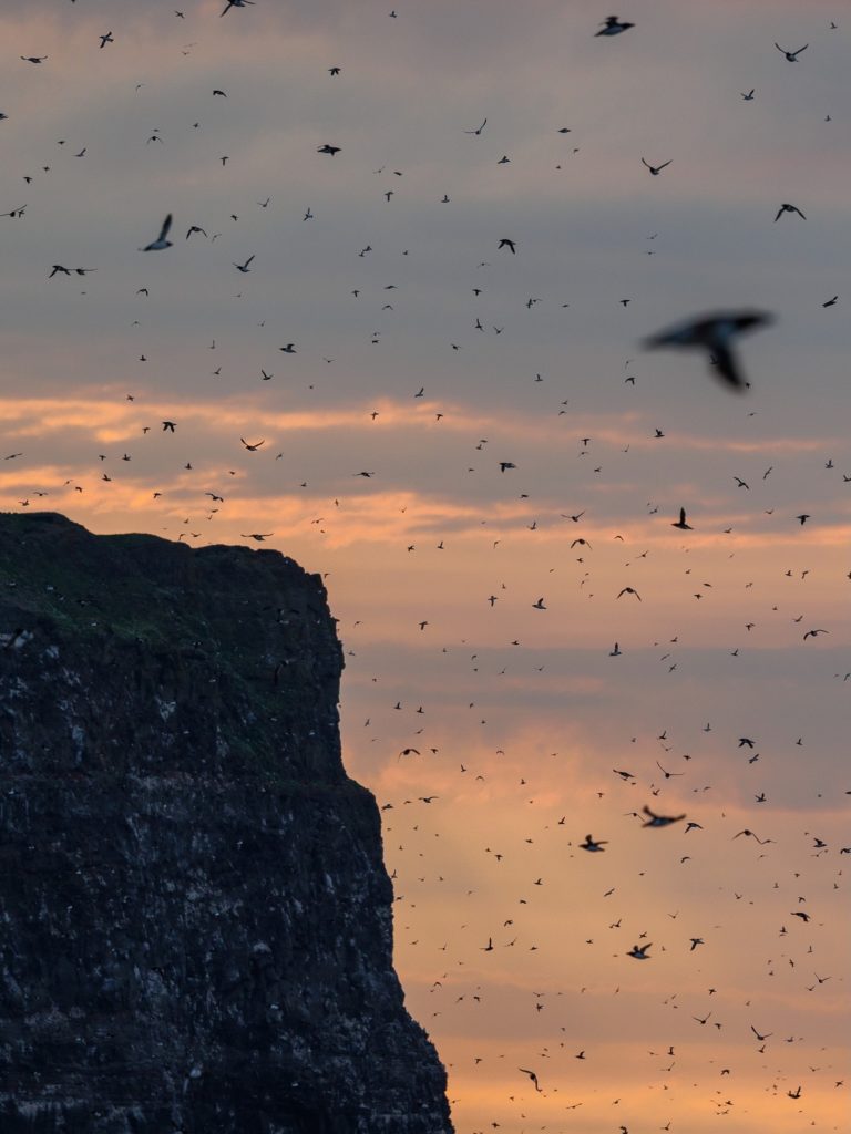 Flying birds on Grímsey island in North Iceland in the midnight sun.