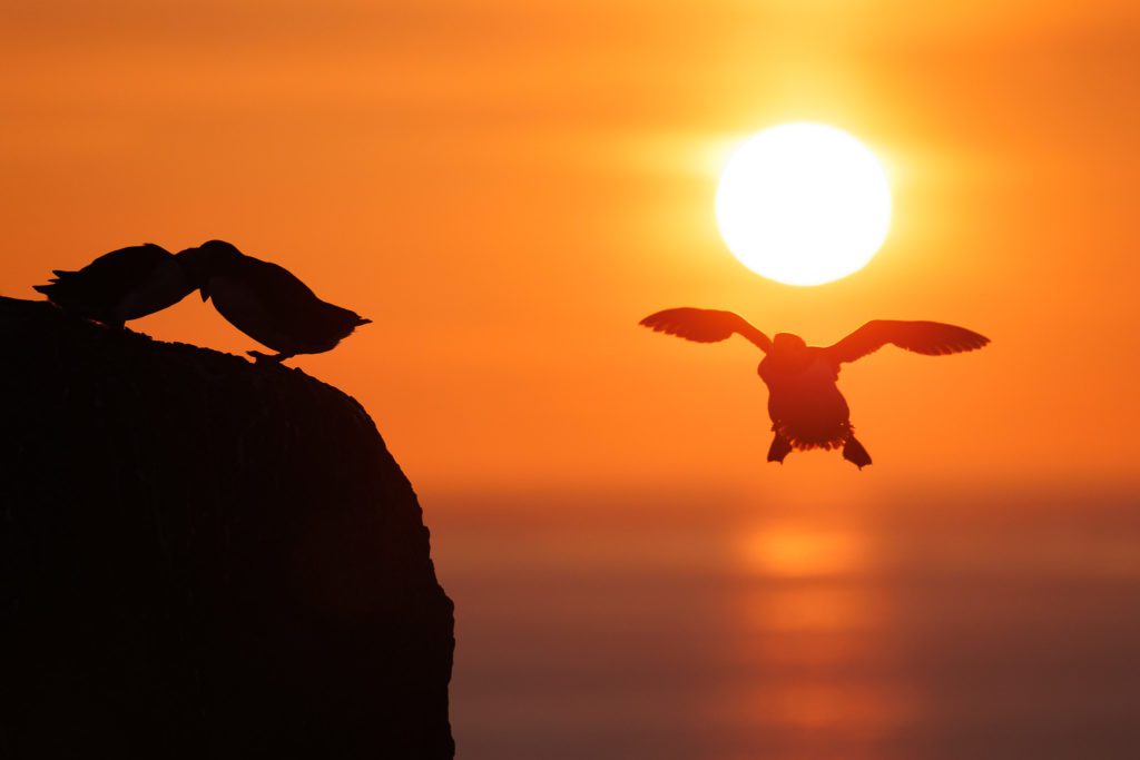 Atlantic Puffin on Grímsey island in North Iceland.