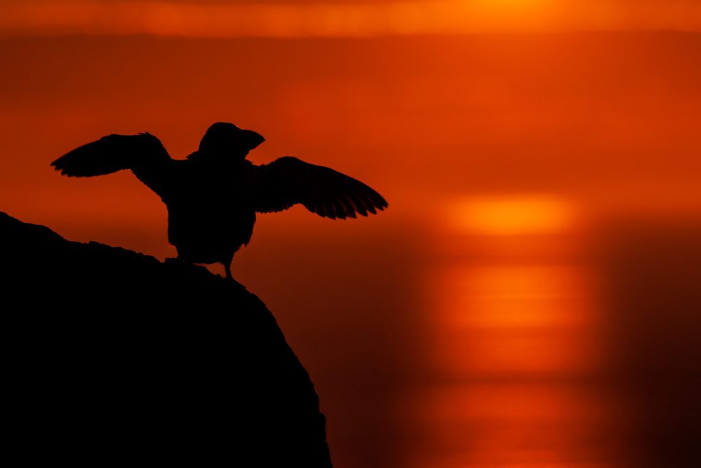 Atlantic Puffin on Grímsey island in North Iceland.