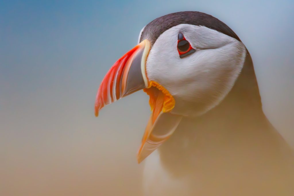 Atlantic Puffin on Grímsey island in North Iceland during a puffin photo workshop