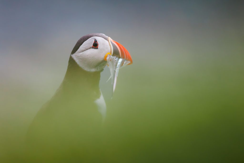 Atlantic Puffin on Grímsey island in North Iceland.