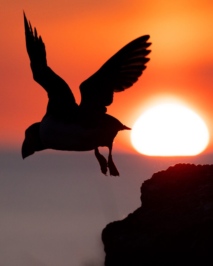 Capturing the silhouettes on a puffin photo workshop