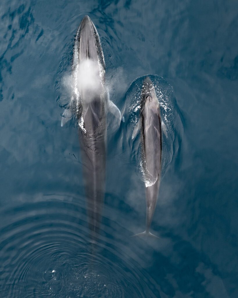 Top-down aerial of two minke whales surfacing side by side in Greenlandic waters.