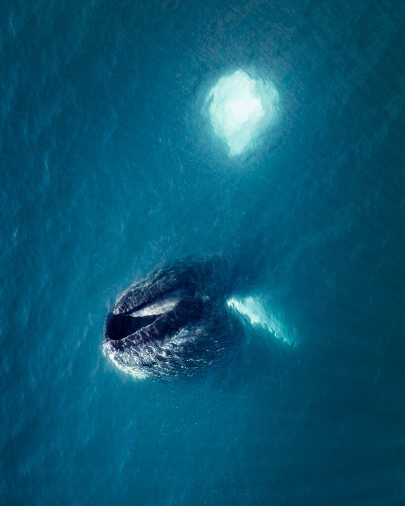 Top-down aerial of a humpback whale lunge-feeding in deep blue Greenlandic water.