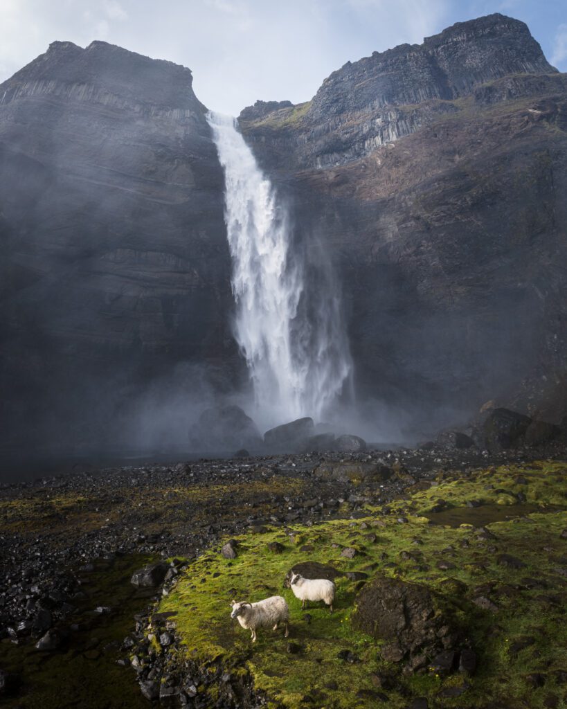 Two Icelandic sheep grazing on moss below Háifoss waterfall, Iceland.