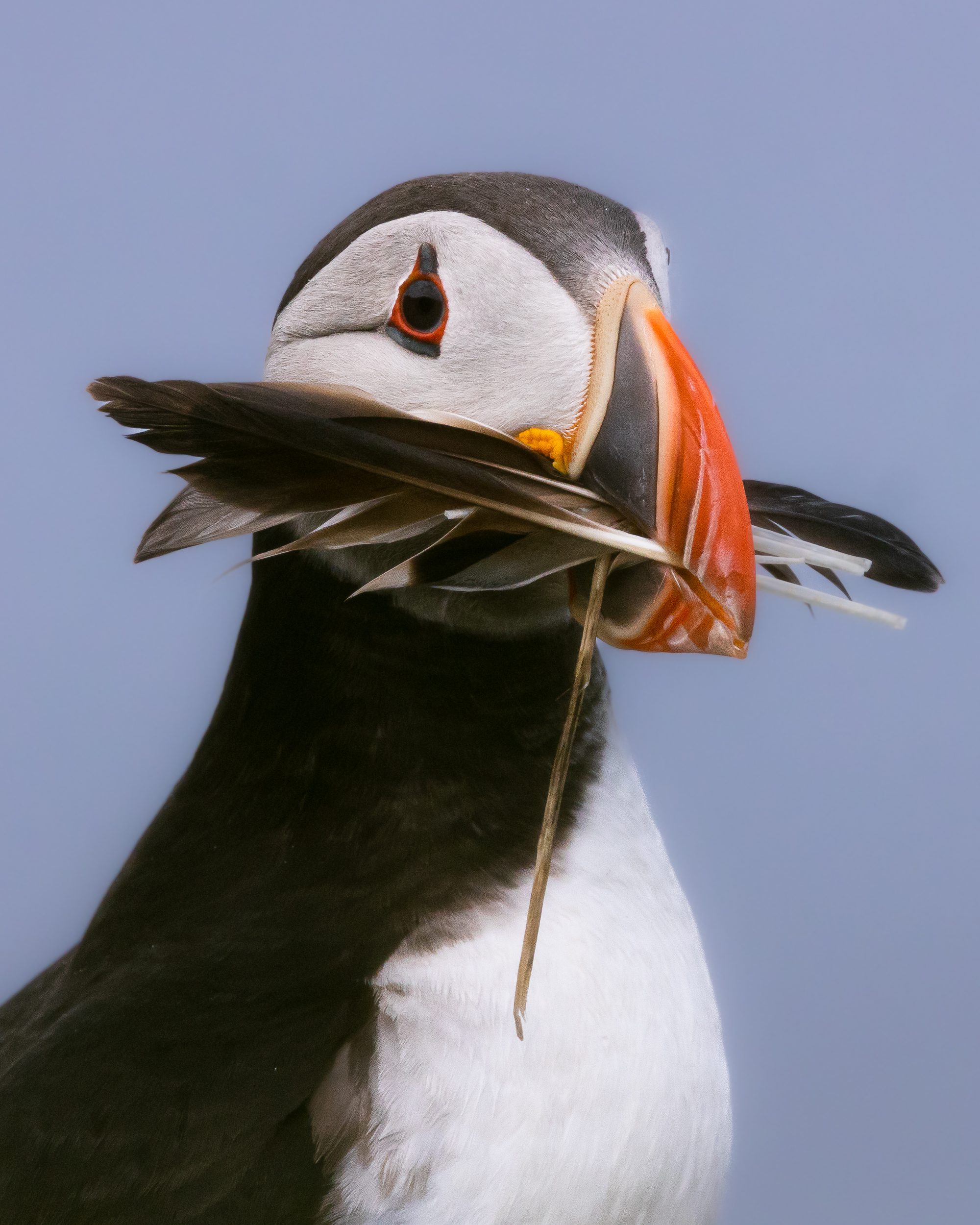 Puffin holding feathers