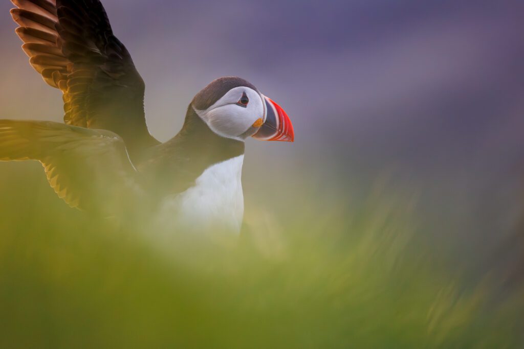 Backlit Atlantic puffin lifting one wing in golden grass, beak slightly open at dusk.
