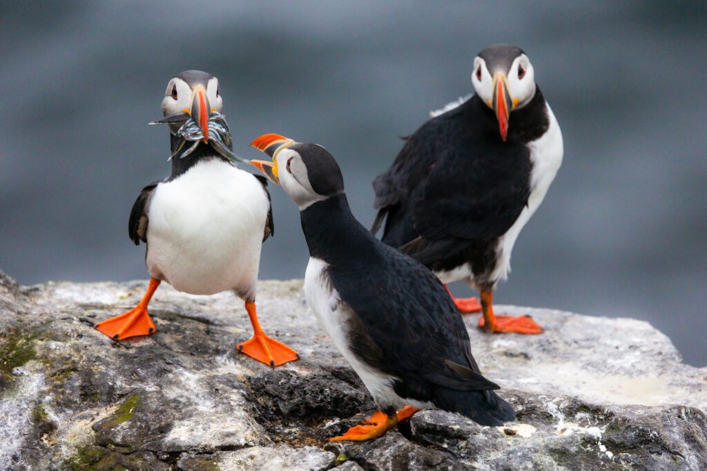 Three Atlantic puffins on a clifftop rock, one gripping a beak full of sand eels.
