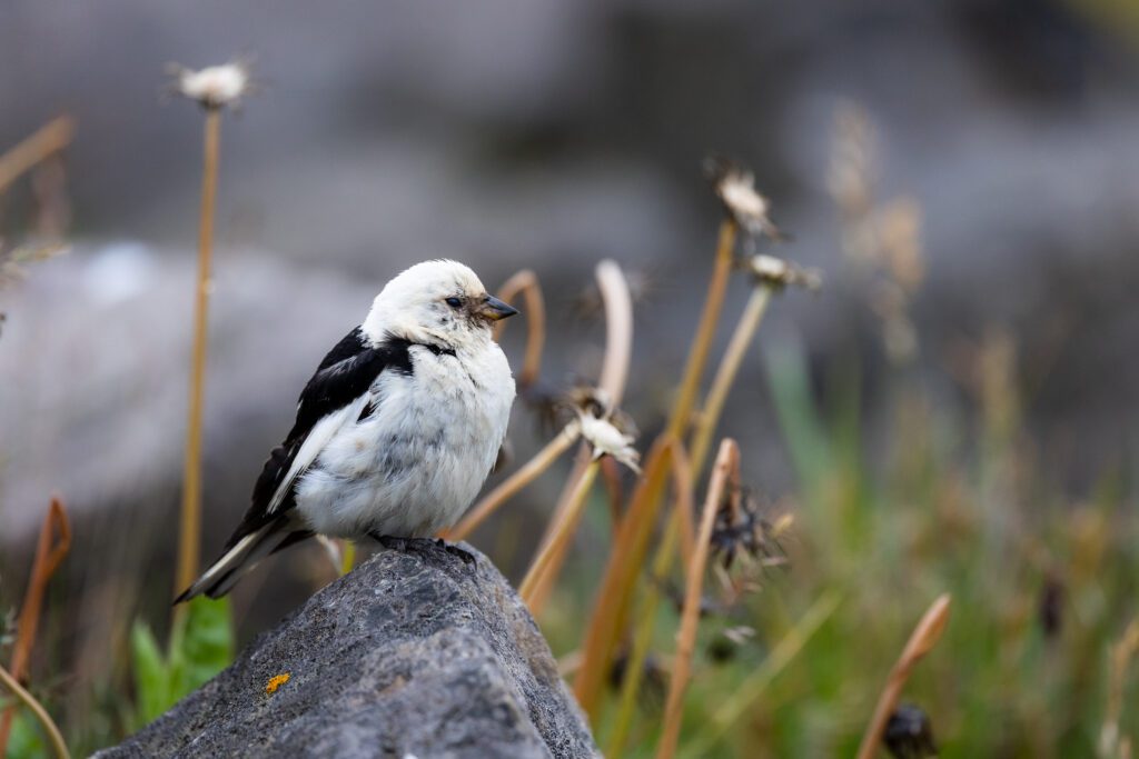 Snow bunting perched on a lichen-spotted rock among dried summer grasses.