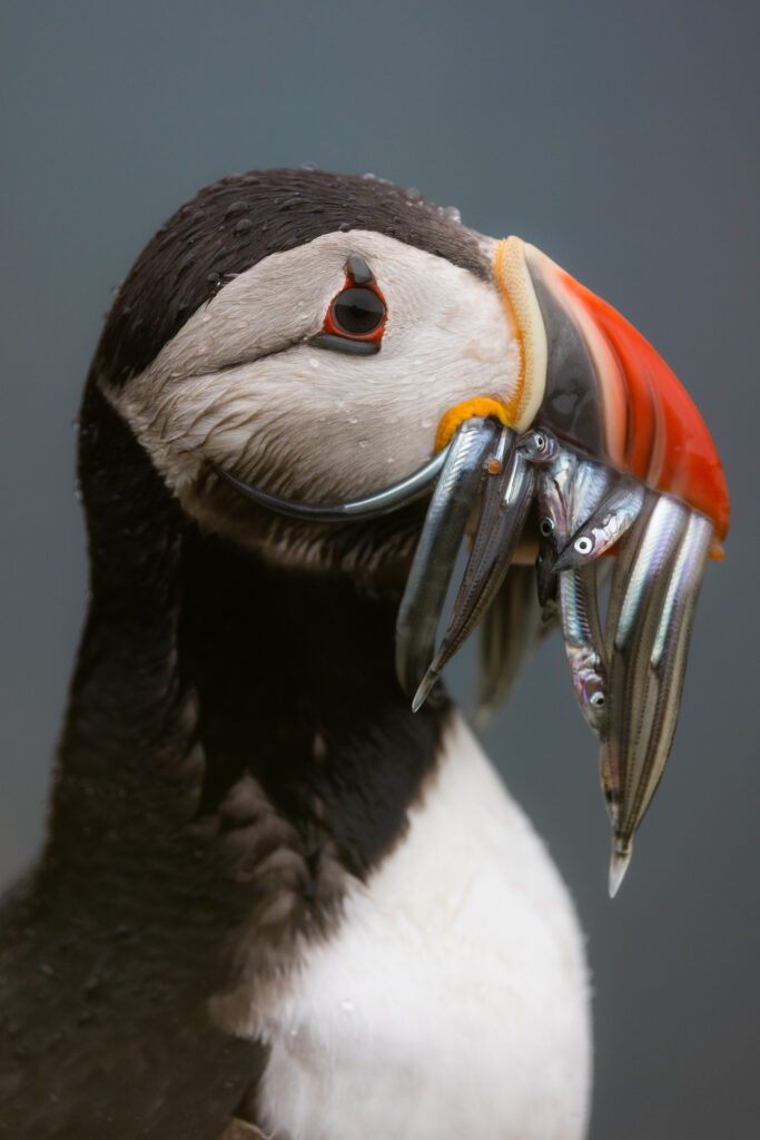 Atlantic puffin gripping a beak full of sand eels on an Iceland clifftop, shot with the RF 100-500mm.