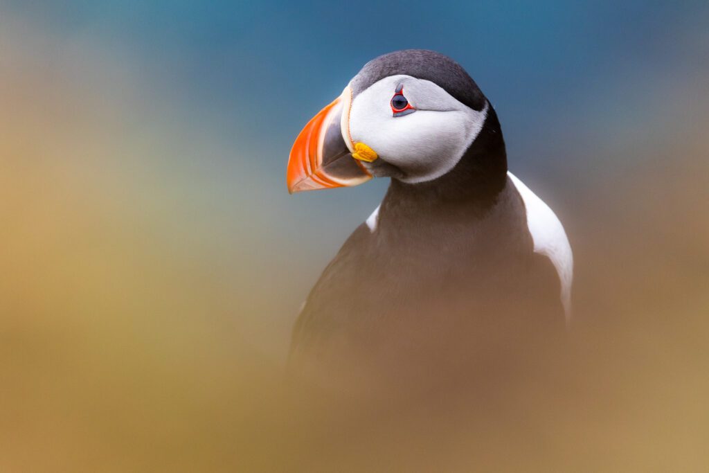 Tight Atlantic puffin portrait against soft blue sky and golden grass bokeh.