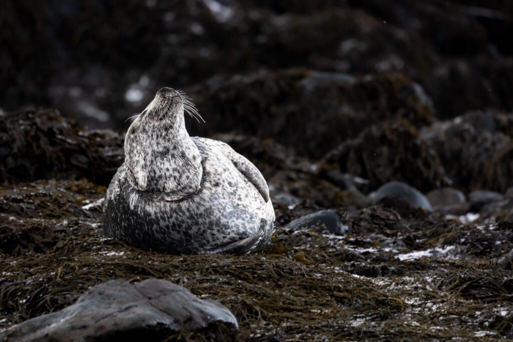 Harbour seal hauled out on dark seaweed-covered rocks in Iceland, head raised.