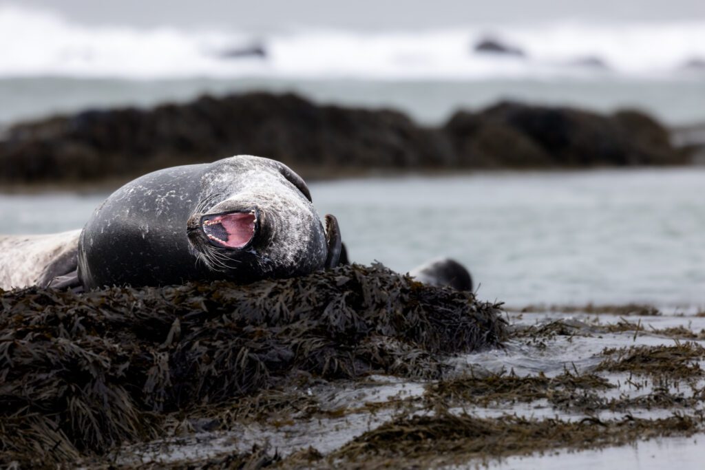 Harbour seal lying on a seaweed-covered shore, mouth wide open in a yawn, eyes closed.