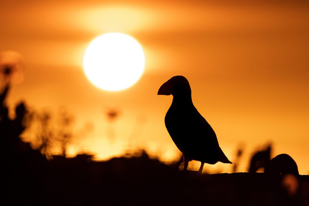 Atlantic puffin in profile against a bright sun setting over the sea.