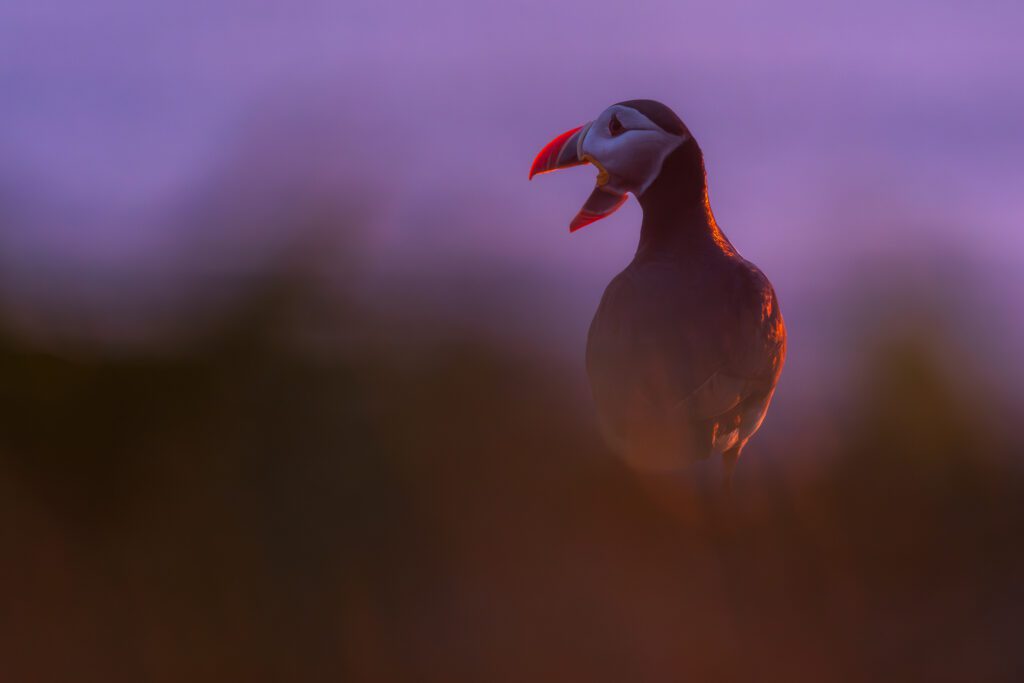 Atlantic puffin glowing in low side-light with beak open against soft purple dusk.