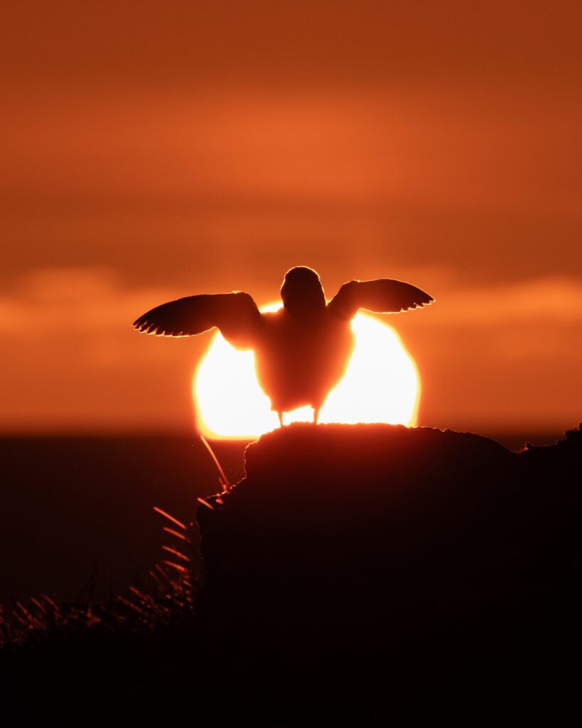Atlantic puffin silhouetted against a low orange sun, wings spread on a clifftop.