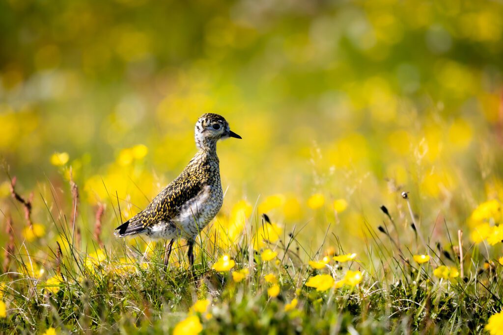 European golden plover stepping through a sun-lit buttercup meadow in Iceland.