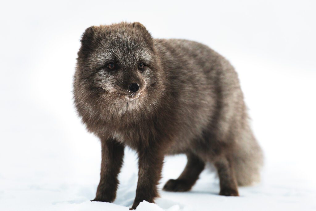 Dark-morph Arctic fox standing in fresh snow, winter coat thick and dusted with ice.