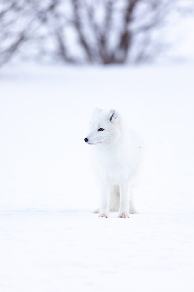White-morph Arctic fox in winter coat standing in fresh snow with bare birch trees behind.
