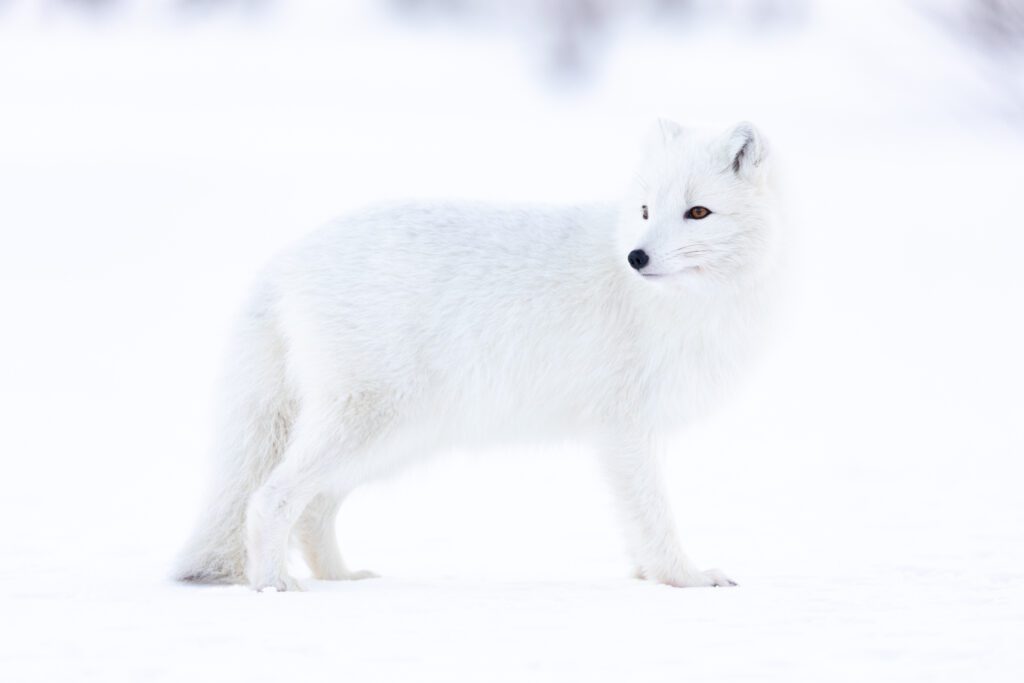 White Arctic fox walking across fresh snow, winter coat thick and bright against the drifts.