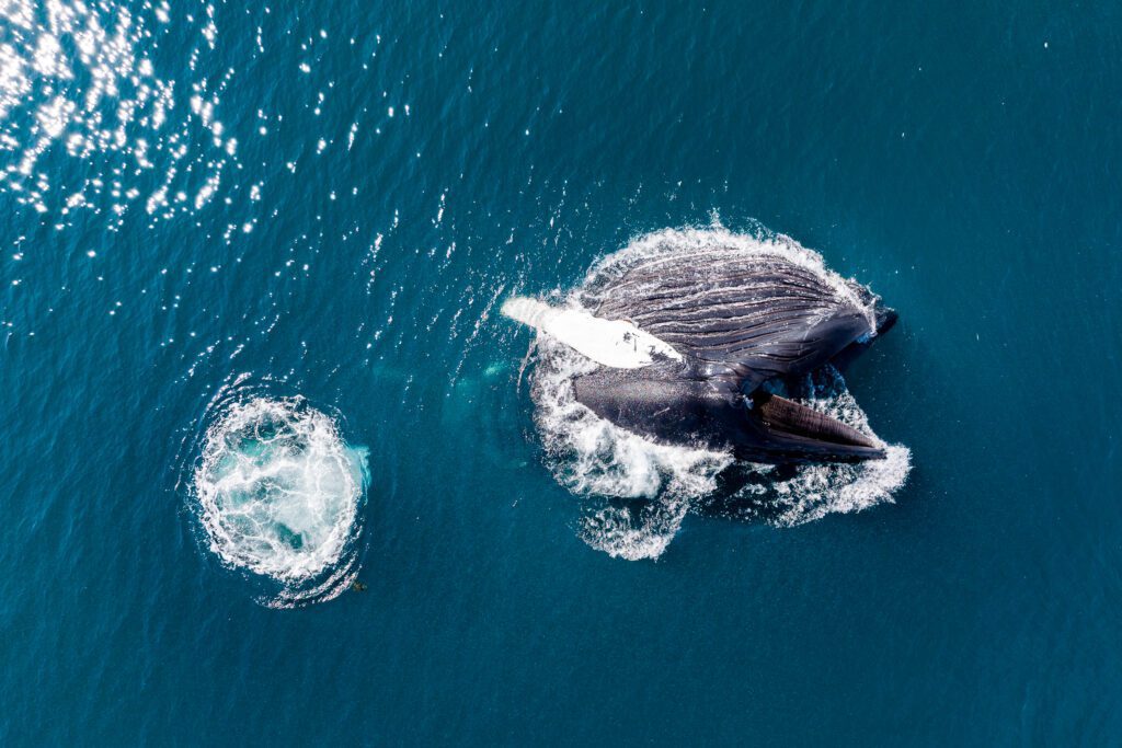 Top-down aerial of a humpback whale lunging through a freshly-blown bubble ring.