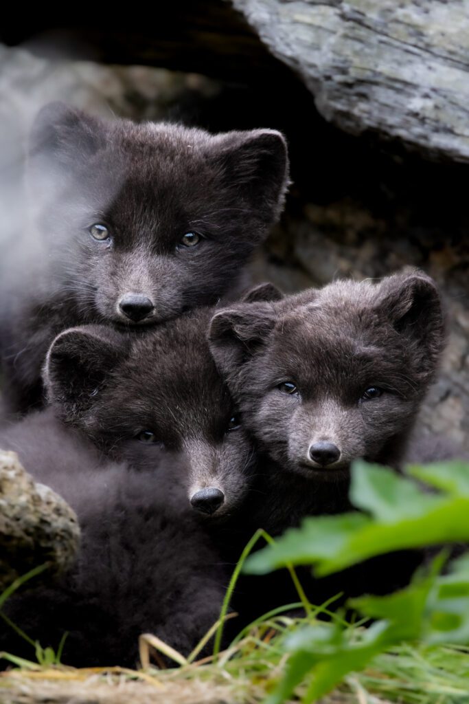 Three Arctic fox kits huddled together at a den entrance, soft summer fur.