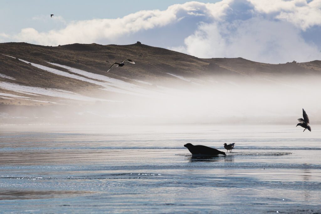 Kittiwakes flying over a misty Jökulsárlón lagoon, with a seal resting on a floating chunk of ice.