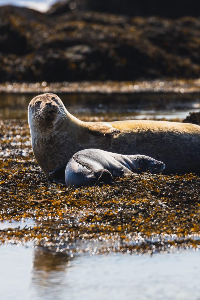 Harbour seal mother and pup resting together on a seaweed-covered shore in golden side light.