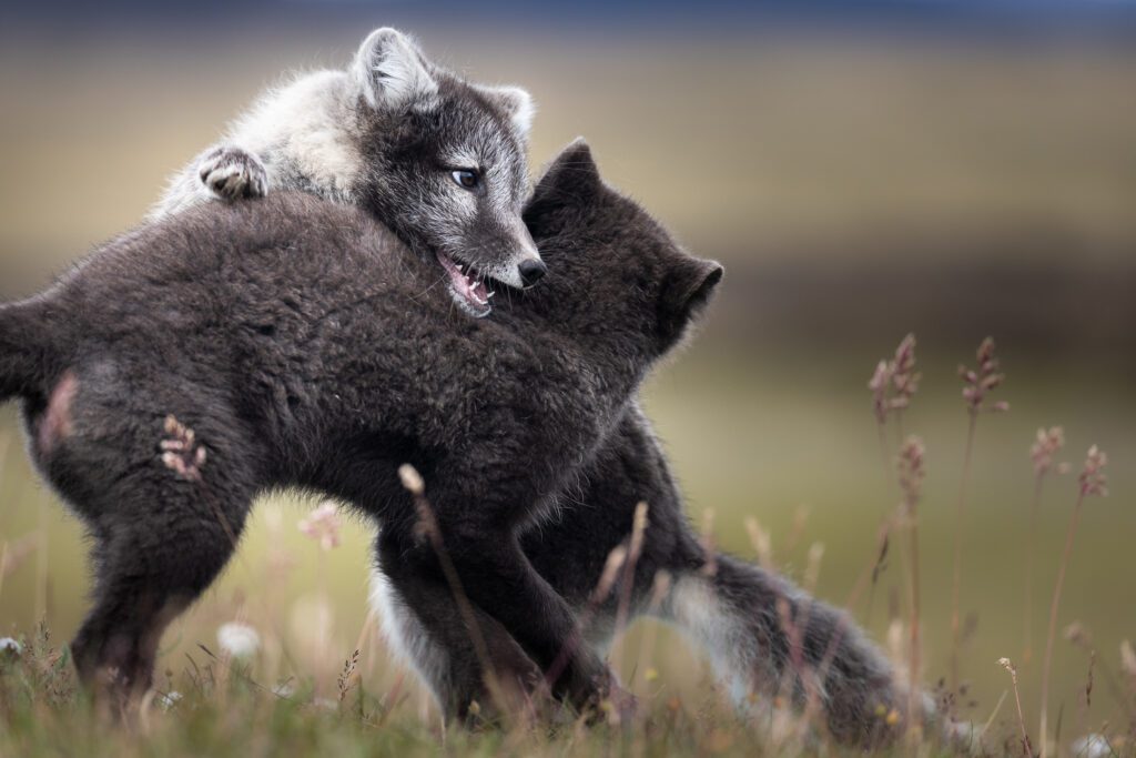 Two Arctic foxes wrestling in summer grass, one biting the other near the neck.