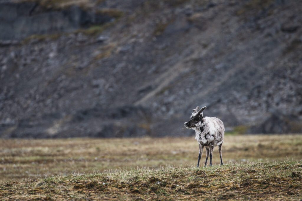 Svalbard reindeer grazing on tundra below a dark scree slope in summer.