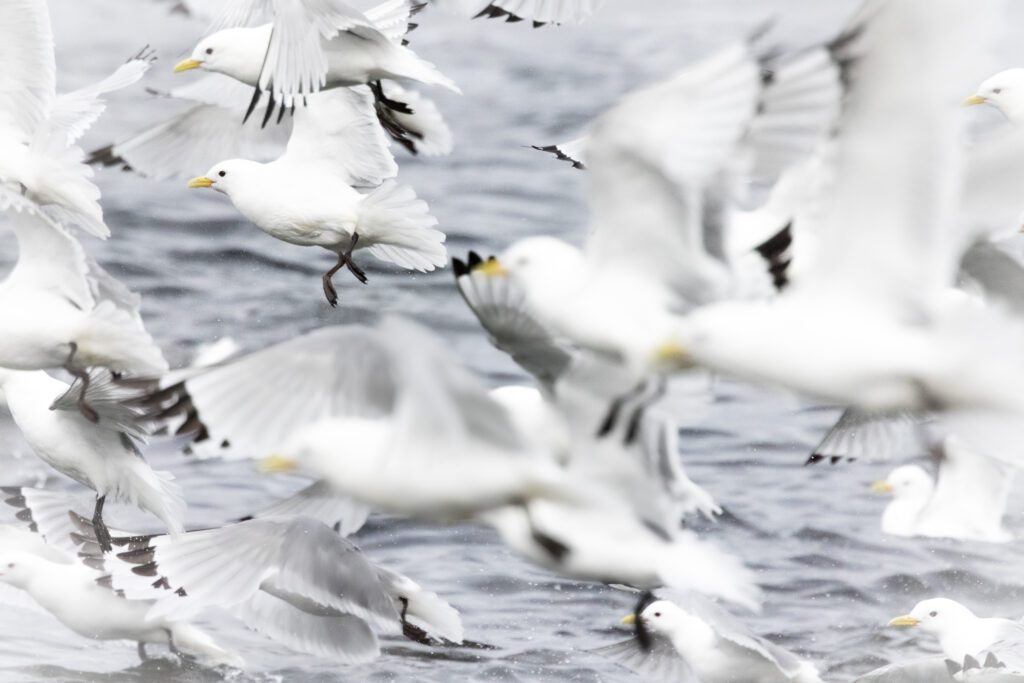 Black-legged kittiwakes lifting off the water in a chaotic flurry of wings.