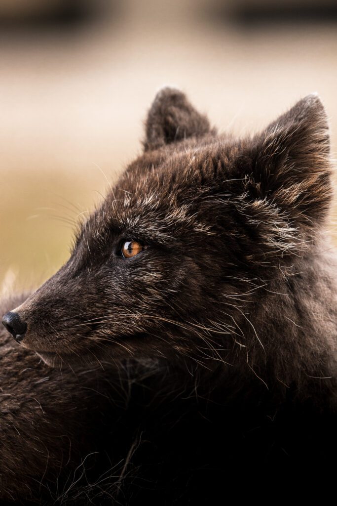 Side-profile portrait of a dark-morph Arctic fox, amber eye and wind-ruffled fur catching the light.