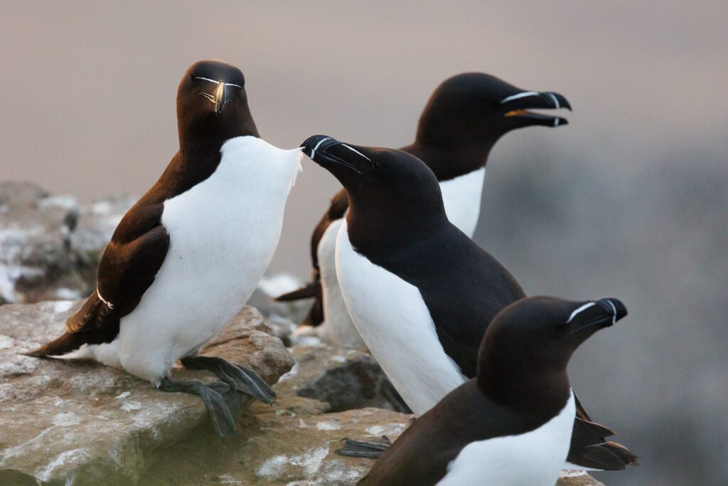 Group of razorbills standing close together on a rocky ledge, white bill-line catching the light.