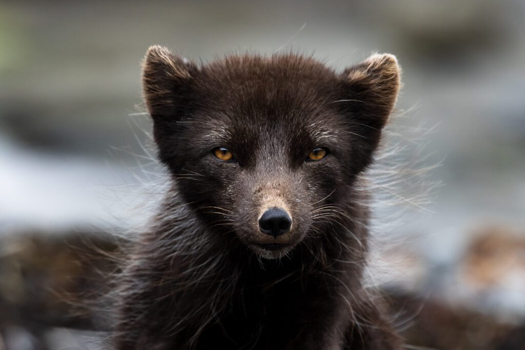 Close-up portrait of a black Arctic fox in summer coat, amber eyes meeting the camera.