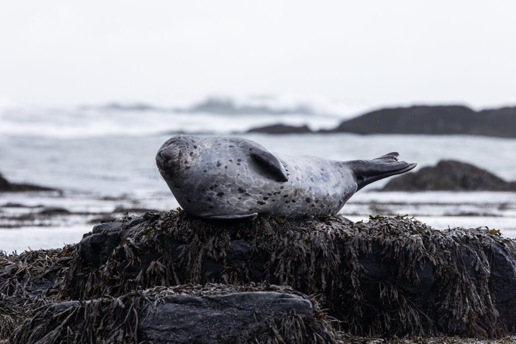 Harbour seal asleep on a kelp-covered rock as Atlantic waves break in the background.